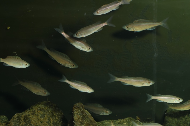Benthochromis horii 'Cape Kabogo'